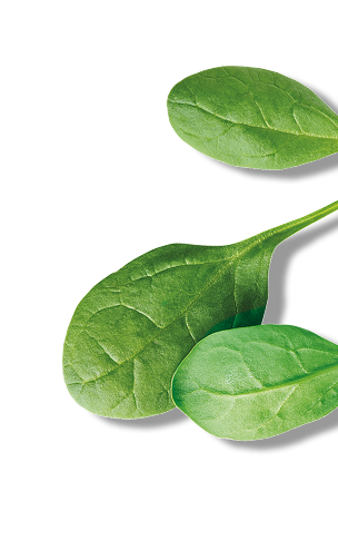 espinacas