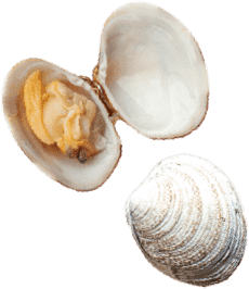 Almejas